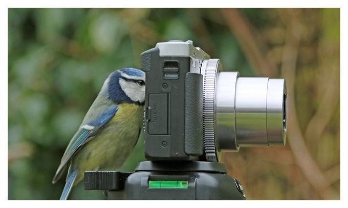 лучшая камера для съемки птиц
