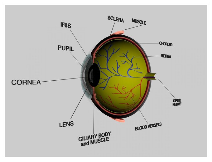 как быстро работает человеческий глаз