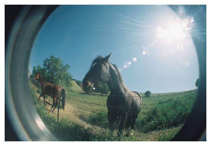 лучшие фотоаппараты для съемки лошадей