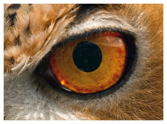 птичий глаз